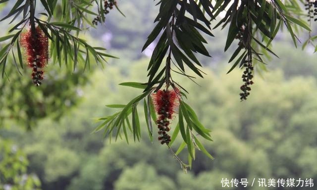 泸州忠山公园的红千层开了，我觉得你们该来看看，妙趣横生