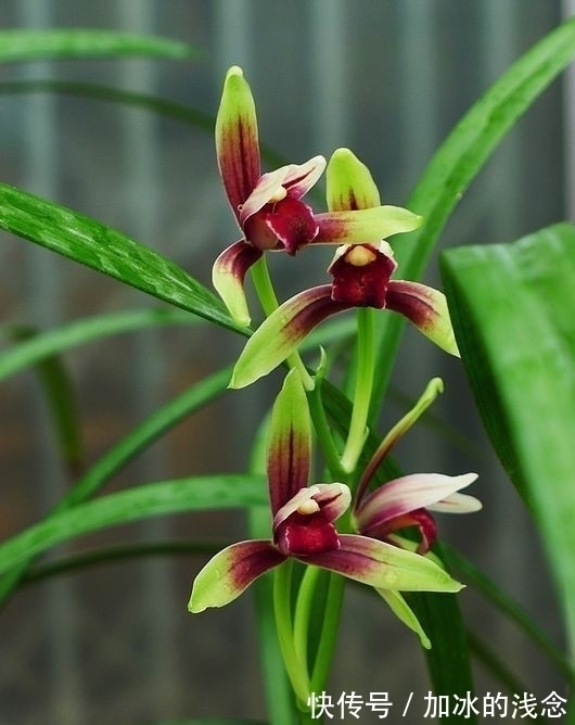 这款兰花,是建兰红素名品,花开艳丽,香味浓郁,花姿迷人