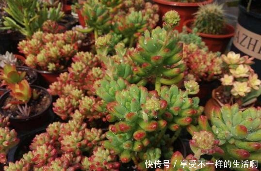 春雨贵如油，这6种花，越淋雨长得越旺盛！春雨贵如油，这6种花，越淋雨长得越旺盛！