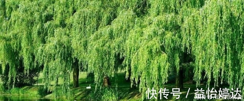 这首诗@杨万里这首诗清新脱俗,表现手法更是高超,成为宋诗里的咏柳名篇