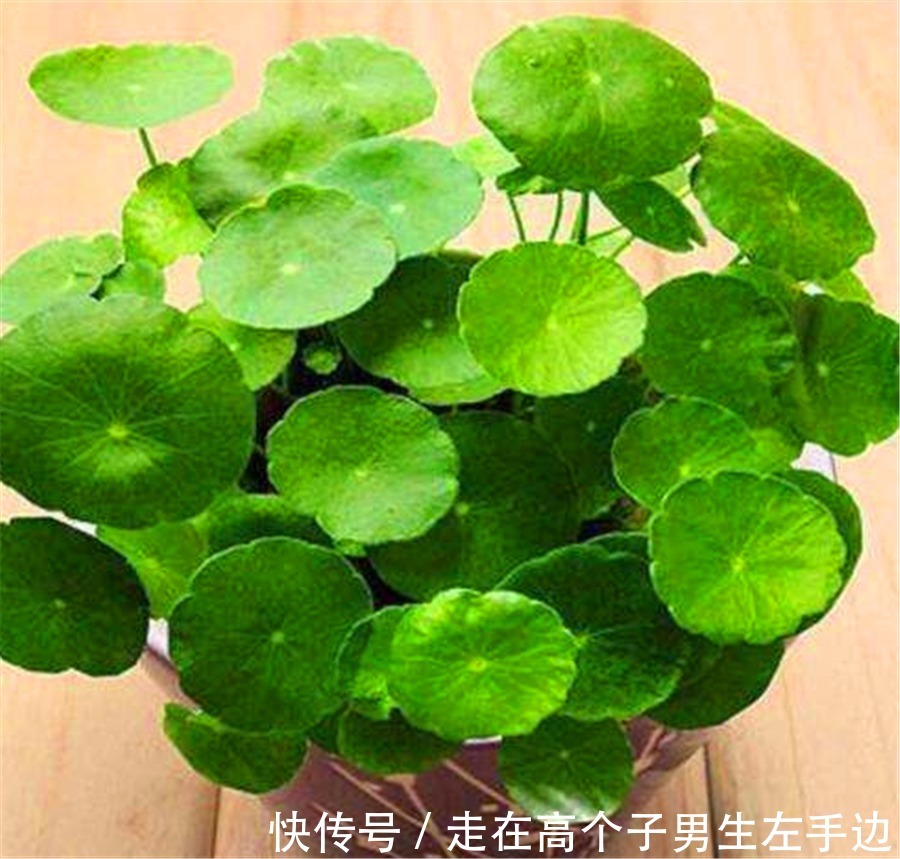 6种最喜欢太阳的家庭盆栽，5种都是开花机器，爆盆简单四季常开