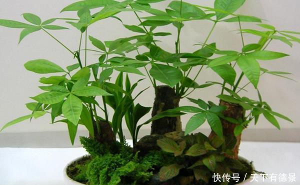 发财树黄叶,掉叶子?都是2个“小疏忽”,看看你犯了没有