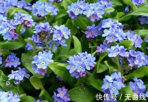 农历9月初4寒露后,养什么花?以下3种花,心想事成万事如意