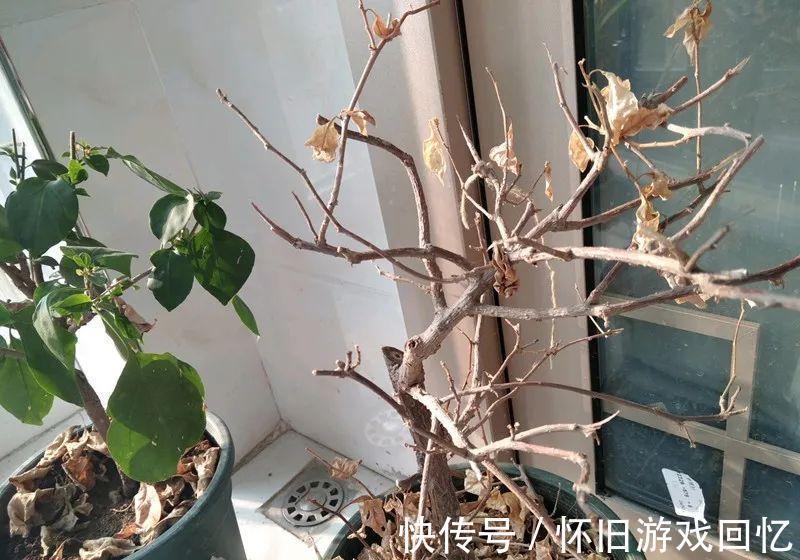 这花不能换盆,现在一动土,小命不保!