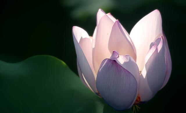 月季花|夏季养花的3个误区，来了解一下，别夏季还没结束，就剩下空盆了