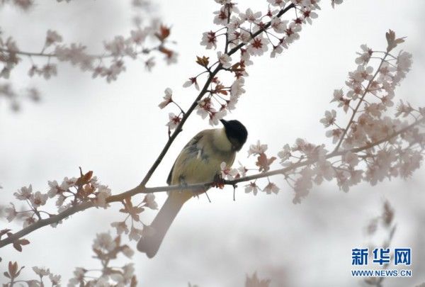 中年|春景繁花秀