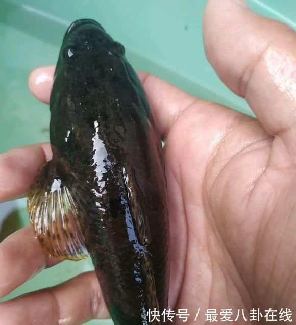 野钓|大量丑怪“小黑鱼”,盘踞山下小河,这鱼一百多一斤