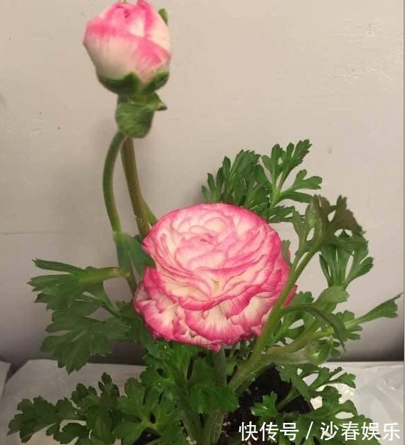 莳花|此花漂亮似牡丹,30天不浇水也不会死,被誉为“花中之王”