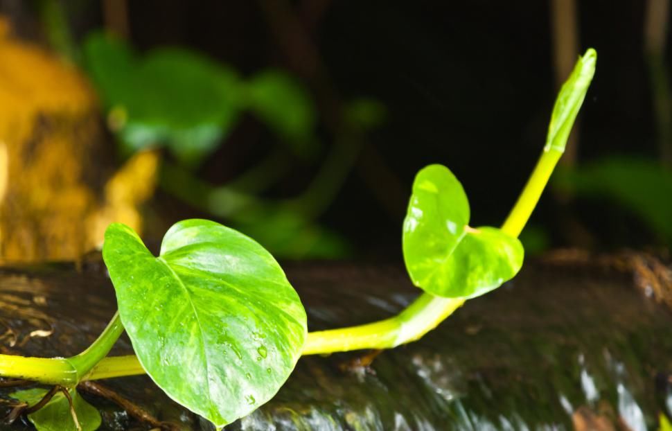  养护|冬天养花一定要保暖，这4种花冬天就怕这些问题，一不小心就枯黄