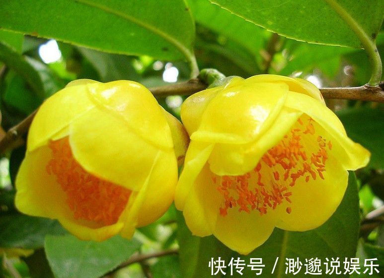 金花茶|秋季已经来临，四种新兴花卉，养在家里散发着清新的花香。