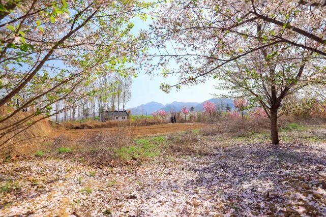 实拍，实拍，4月3日狼牙山万亩花海实拍来啦！