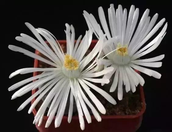  娇艳|石生花，绝美娇艳！