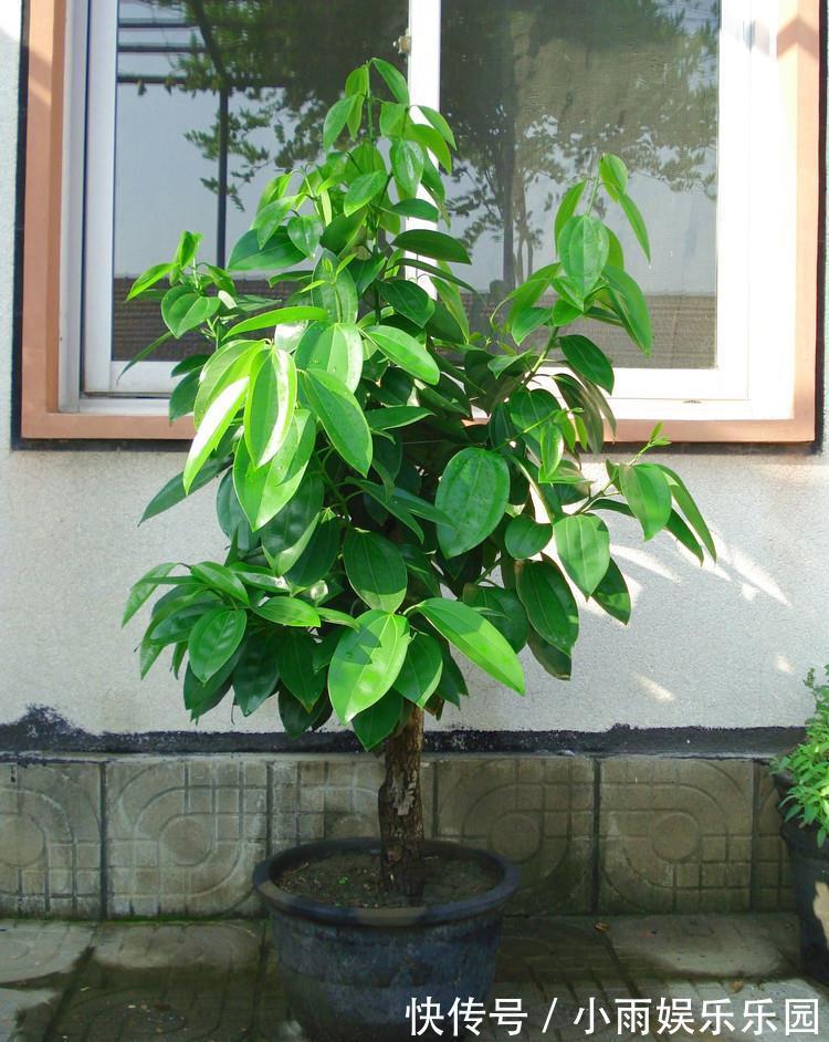 家里不要乱养花!6种养人花,吸废气制氧气,还有旺家的好寓意