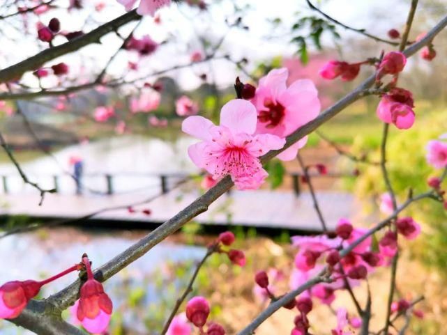 花花世界！趁清明假期赶紧去