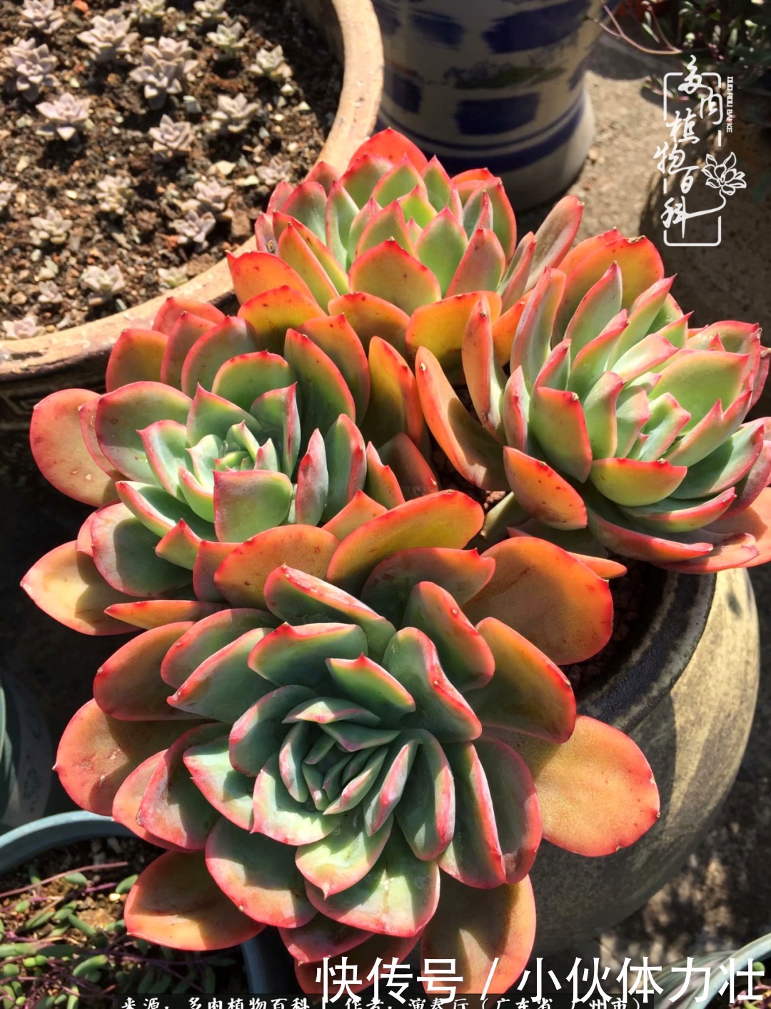 多肉植物|为肉钟情:楼顶上的多肉!