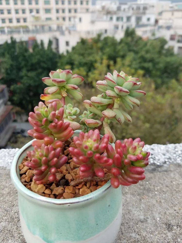 养肉三年，分享养肉经验，谈谈适合逆开挂区的多肉！