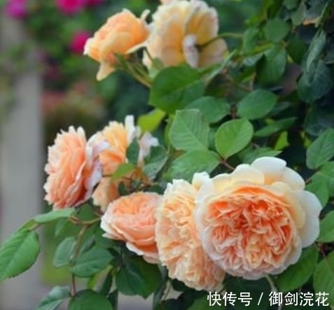 越来越多人喜欢养这“4种花”,好养又漂亮,一开就是300多天!