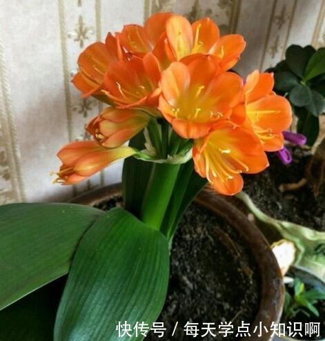 君子兰长满“大水缸”,叶子蹿满32片,“这样”养,你的也可以!