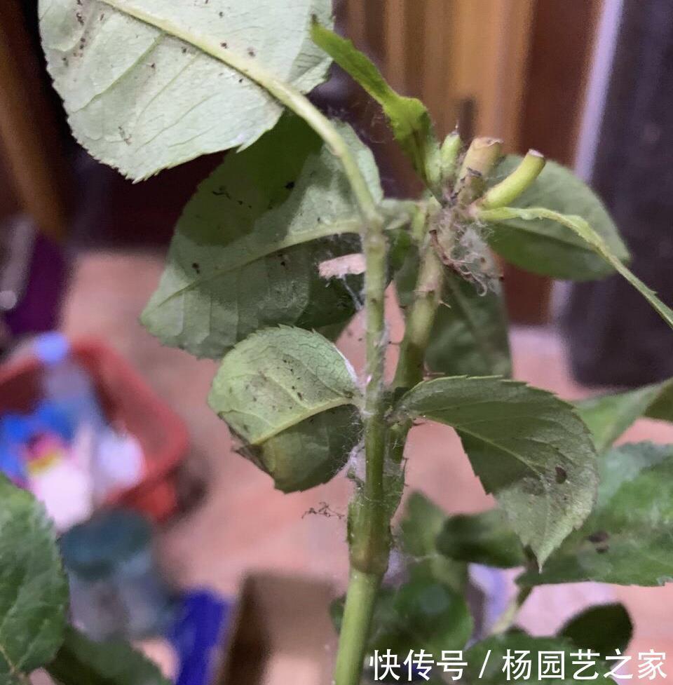 金满枝|气温升高,月季花越开越小?知道5个原因,就能开大花了