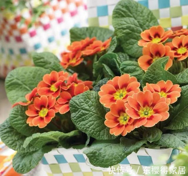 漂亮|12月在家养盆报春花,开花多又美,繁花似锦,漂亮极了