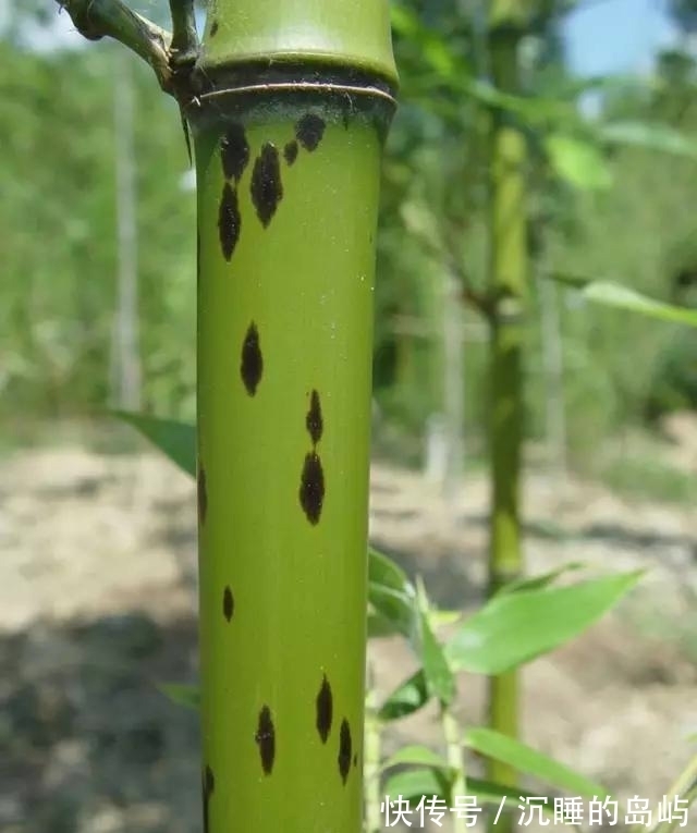 桂竹|26种 · 竹子大全