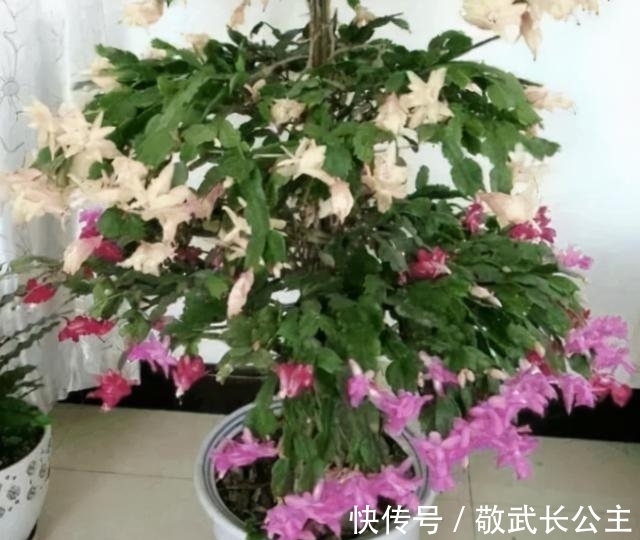 嫁接|如果你是新手养蟹爪兰，尽量不要一棵嫁接多色，因为很难一起开花