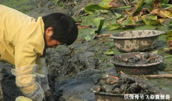 野草|农村水田里的野草,遇到别忽视,根部价值珍贵,比板栗还美味