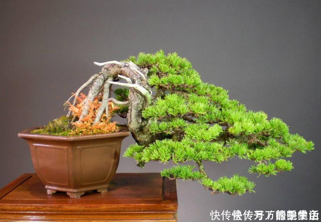 酸性|盆栽花都怕“碱性”,养花学会2个技巧,土壤呈酸性,叶绿开花多