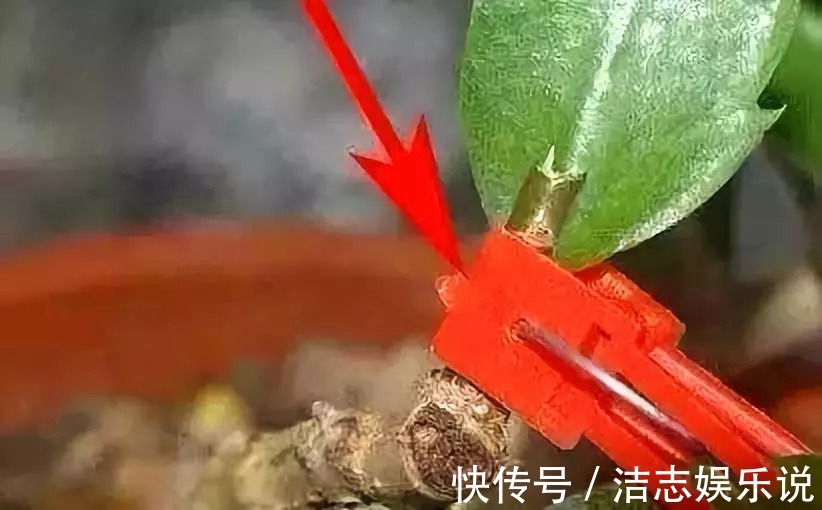 这东西和蟹爪兰天生一对,嫁接百分百活,轻松变身蟹爪兰大树!