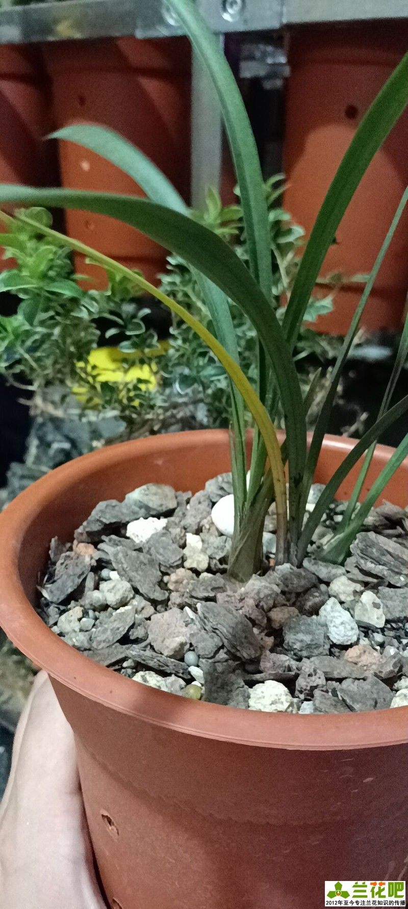 茎腐病|兰花叶片发黄发黑，先查清原因再脱盆，不要急着救治