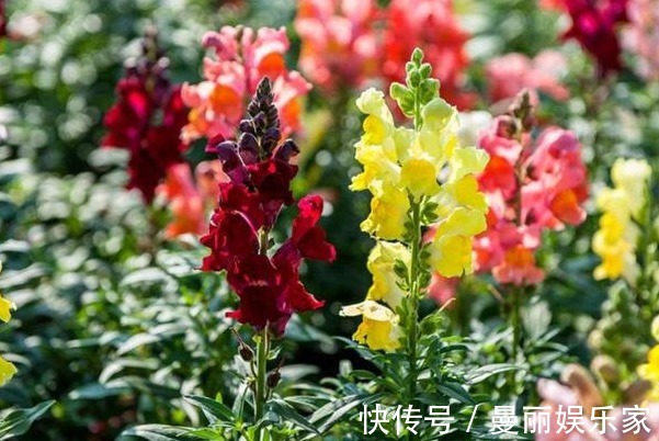 漂亮|不仅是漂亮的花卉,还是重要的药材,可清热解毒,来学习播种方法