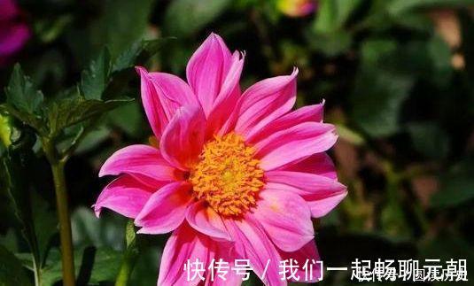 大花期|聪明人都养4种花，花朵大花期长，比牡丹还美，年年开花美翻