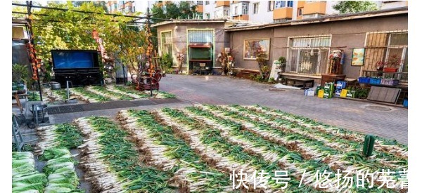 俗话“小雪铲白菜,大雪铲菠菜”,小雪为啥要铲白菜了解一下!