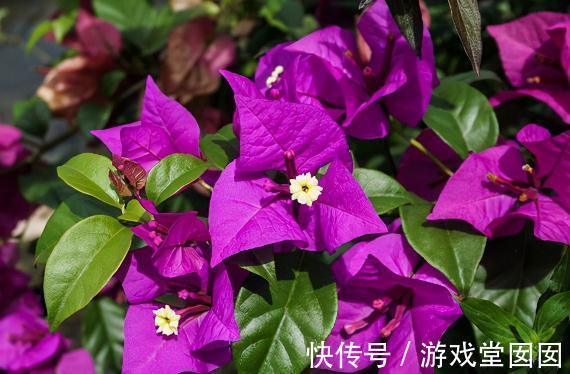 风信子|秋冬逛花市，这5种花慎买，娇气难养活