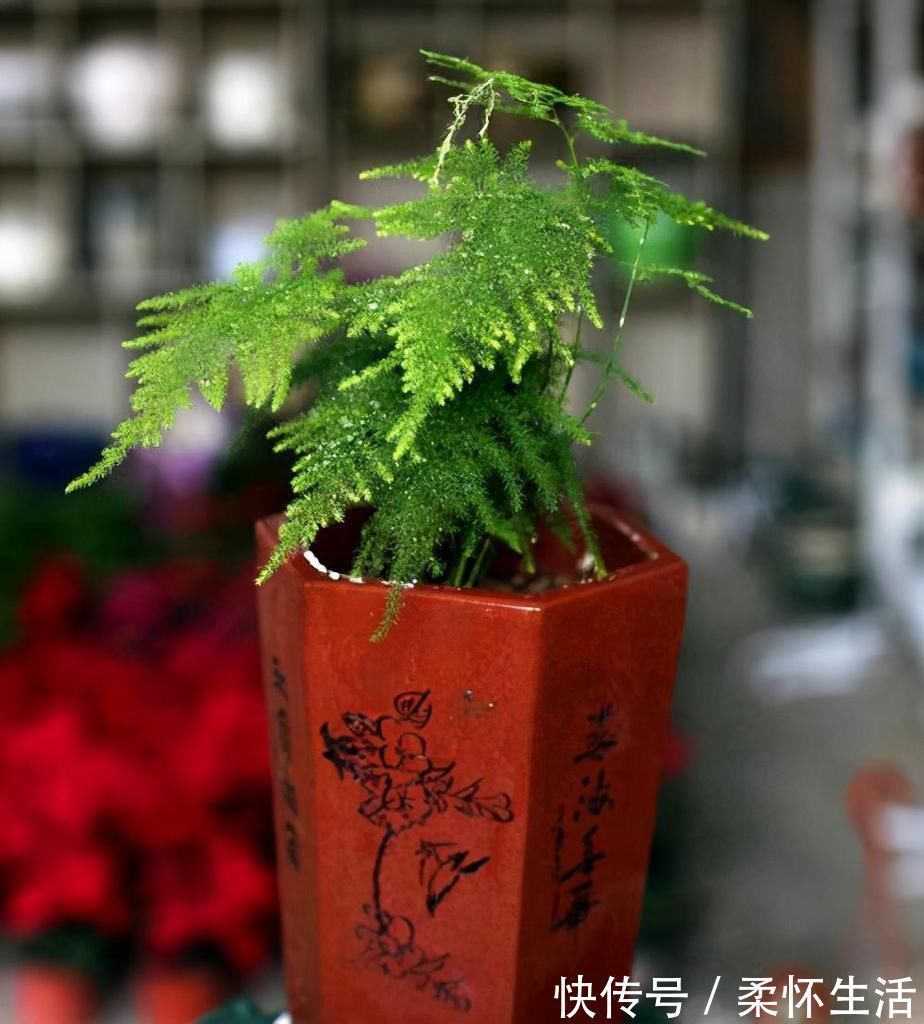 这6种花适合养在书房,提升品位观赏性强,还能净化空气提高效率