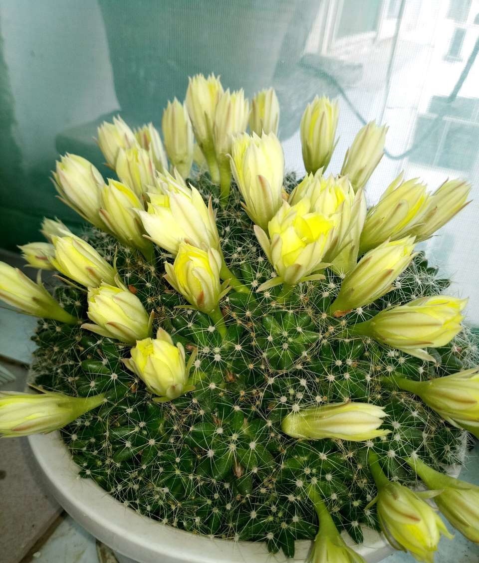 60岁的他,退休只养仙人球,10个品种,开花比月季还漂亮