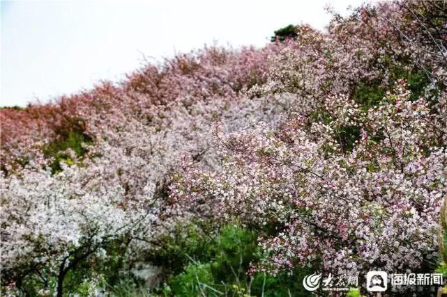 这就是山东泰山极顶海棠花开粉白花朵扮靓天街