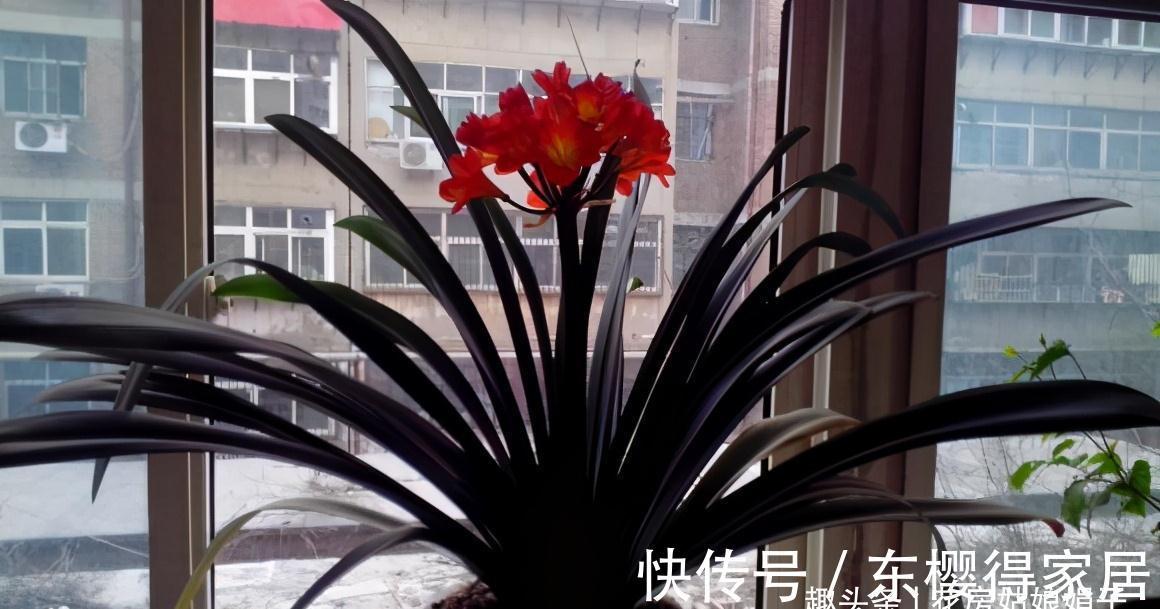 叶芽|君子兰不能随意“砍头”,操作需谨慎,要做好这几件事,成活率高