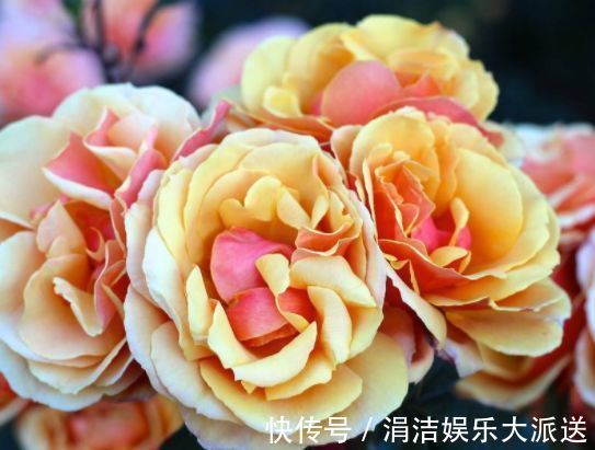 婀娜|喜欢玫瑰，不如养“珍贵玫瑰”安妮公主，丰腴婀娜，芳姿耀眼