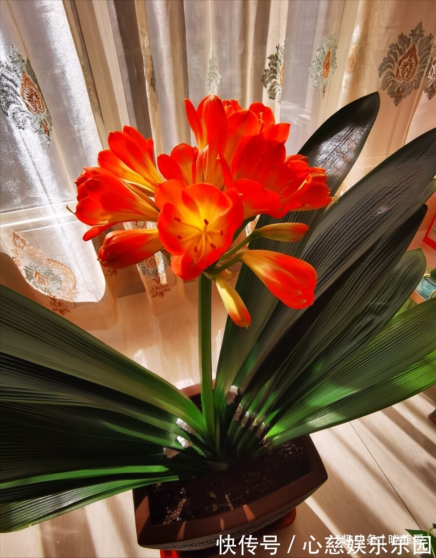 客厅养花不宜多!12种“吉祥花”任选一种,寓意好“养人”还旺家