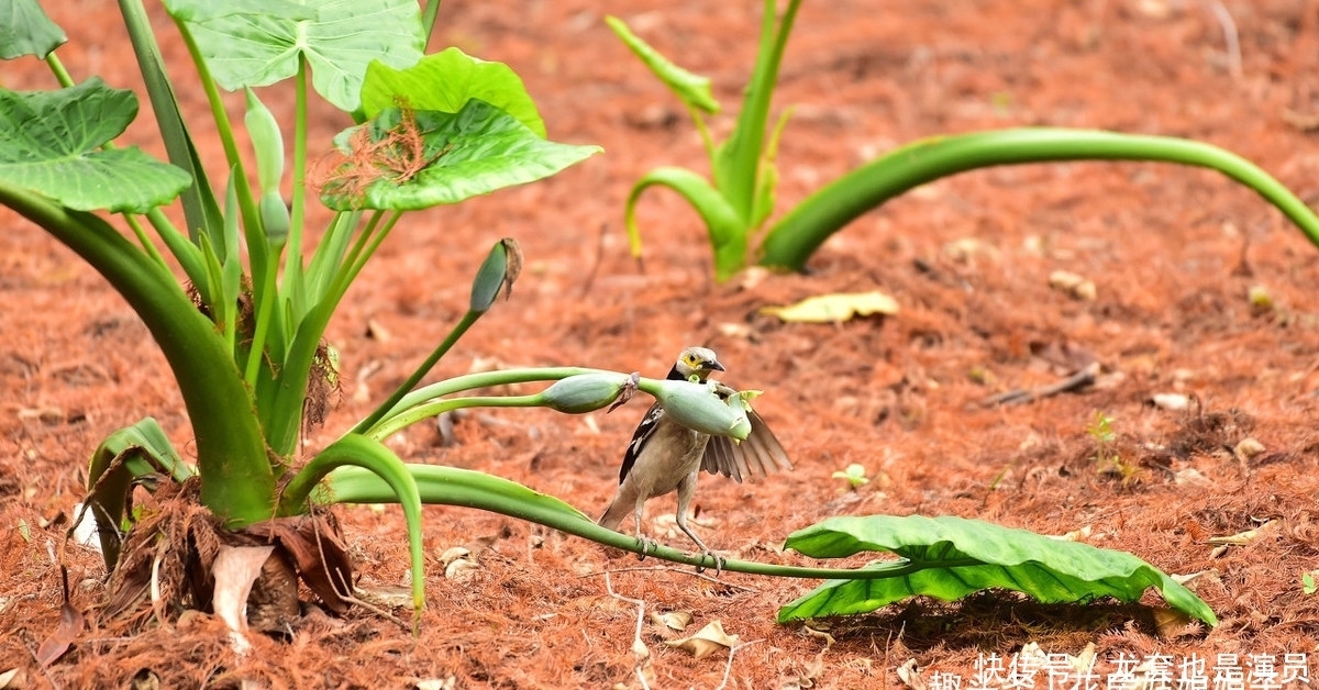 学会了这些养护上的事,养了20年的滴水观音,终于开花结果了