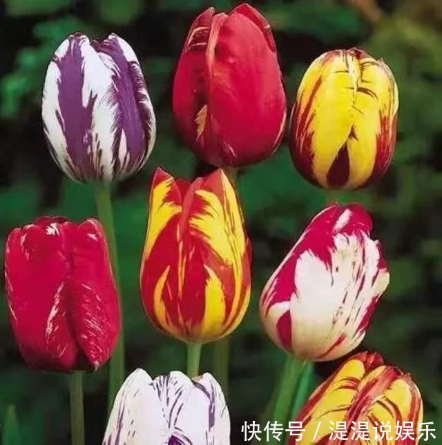 世界上最贵的6种花,植物界的“无价之花”,看看你认识几种