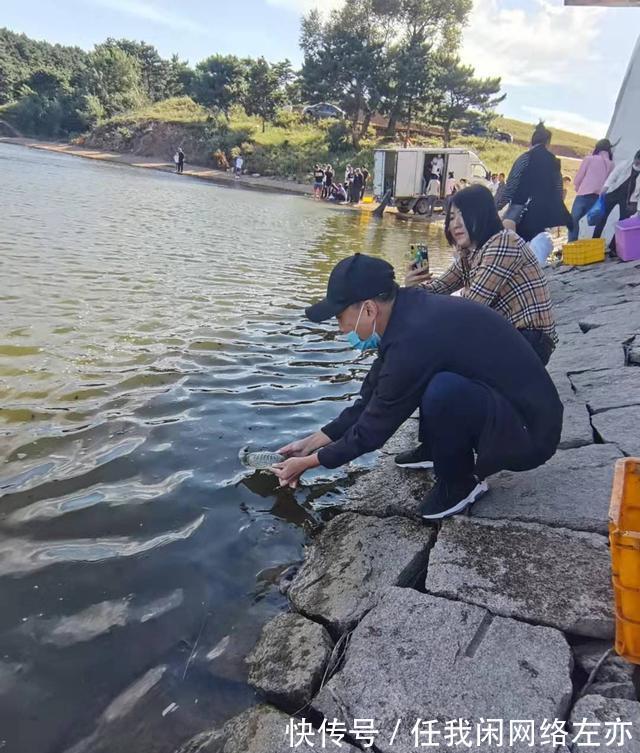 广州一河边大群甲鱼乱游,有人捞了许多,网友这种甲鱼都敢捞!