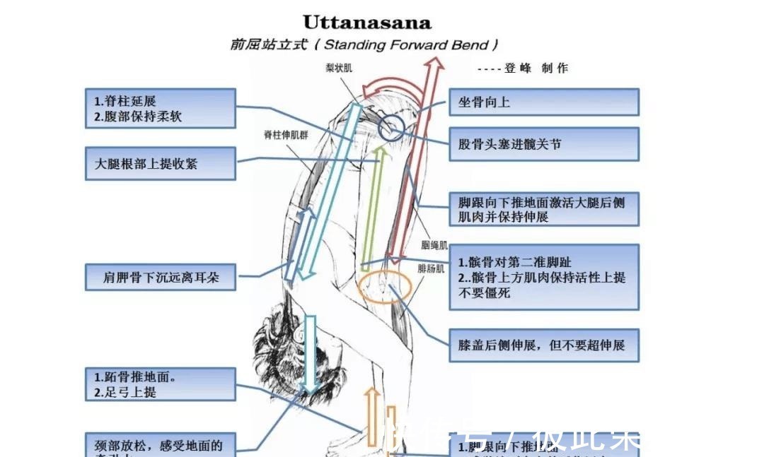关节|瑜伽人须知的6个解剖学术语,附12个站立体式解剖图!