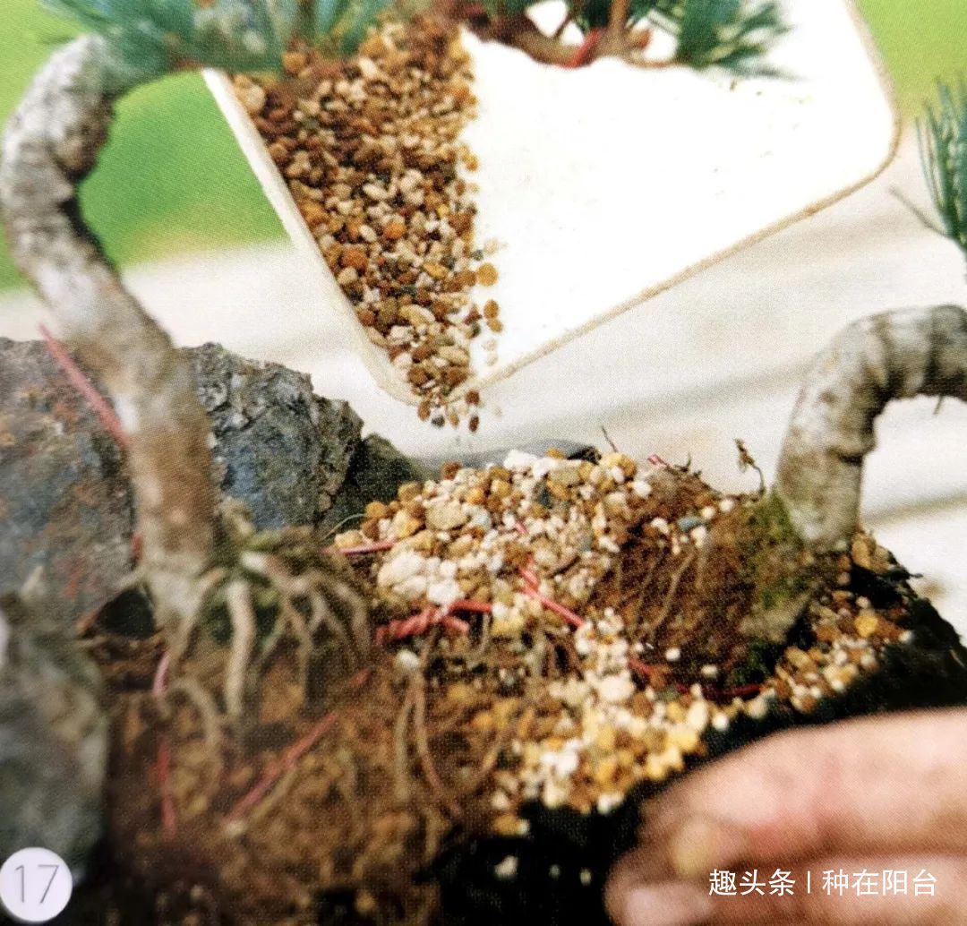 “岩石与树枝”一步步完美契合,叹服附石盆景的魅力无人能挡!