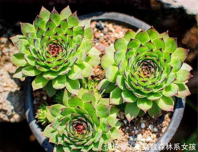 多肉中的“普货之王”,造型美寓意好,学会这“3招”,轻松爆盆