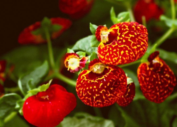 适合新手养的花,花大香浓,漂亮又喜庆,物美价廉,还很好养护