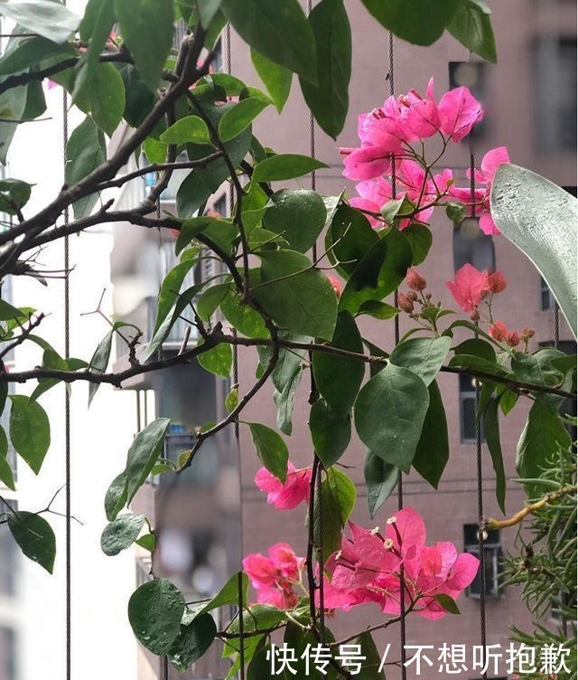 天气冷了,这3种花不要着急搬到室内,越冷长得越好!