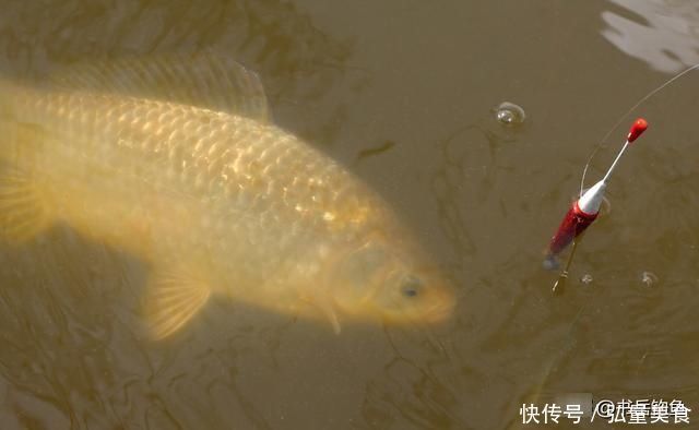 钓鱼时常用的酒米窝料,其实是可以这样生产的,制作方法简单易学