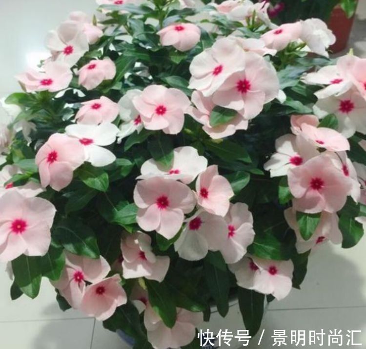 喜欢在家中养花,就要选择几种花色娇艳,花大漂亮好养的花